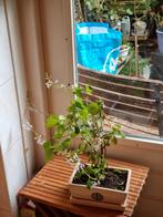 Ernstii/Plectranthus bonsai - Muntplant, Ophalen of Verzenden, Zomer, Vaste plant