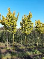 Goudiep, Ulmus hollandica 'Wredei', Ophalen, Volle zon, Overige soorten