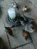 kip met kuikens, Dieren en Toebehoren, Pluimvee, Meerdere dieren, Kip