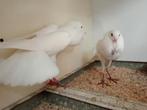 Brunner kroppertjes wit, Dieren en Toebehoren, Vogels | Duiven, Meerdere dieren, Overige soorten