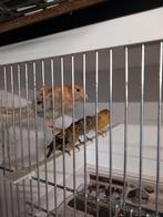Koppel timborados of Kanaries, Dieren en Toebehoren, Vogels | Kanaries, Meerdere dieren, Zangkanarie