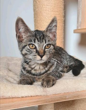 2 knuffel kittens uit de opvang zoeken nieuw thuis beschikbaar voor biedingen
