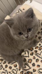 Britse kort haar kitten, Boeken, Dieren en Huisdieren, Ophalen of Verzenden