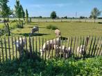 Wiltshire horn schapen te koop, Meerdere dieren, Schaap