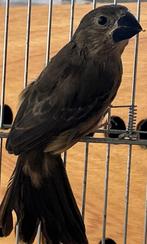 Twa twa pop geringd 2025, Dieren en Toebehoren, Vrouwelijk, Geringd