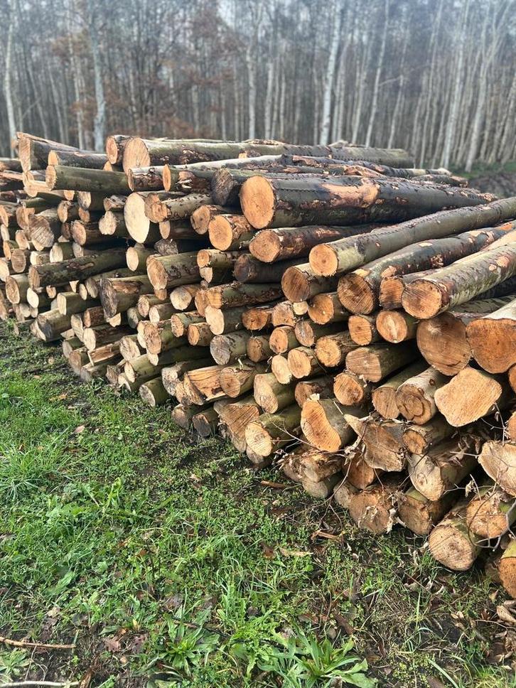 Boomstammen - Verschillende houtsoorten, Tuin en Terras, Haardhout, Stammen, Overige houtsoorten, 6 m³ of meer, Ophalen of Verzenden