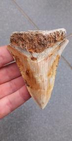 Megalodon haaientand uit Indonesie fossielen haai, Verzamelen, Mineralen en Fossielen, Ophalen of Verzenden, Fossiel