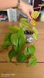 Philodendron heart leaf micans lime neon, Ophalen, Overige soorten, Minder dan 100 cm
