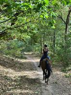 Familiepaard gezocht, Dieren en Toebehoren, Weidegang, 1 paard of pony