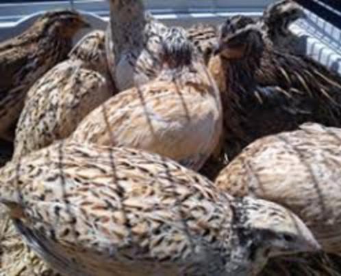 Japanse Kwartels te koop., Dieren en Toebehoren, Pluimvee, Overige soorten, Vrouwelijk