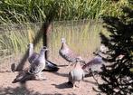 Guinea duiven, Dieren en Toebehoren, Vogels | Duiven, Meerdere dieren