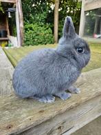 Ram kleurdwerg blauw, Dieren en Toebehoren, Mannelijk, Dwerg