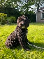 Doodle pup, België, Particulier, CDV (hondenziekte), 8 tot 15 weken