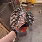 Grote Alocasia Cuprea Red Secret 2x, Ophalen of Verzenden, Halfschaduw, Minder dan 100 cm