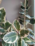 Ficus Elastica Tineke (Bonte Rubberboom), Huis en Inrichting, Kamerplanten, Ficus, 150 tot 200 cm, Halfschaduw, Ophalen