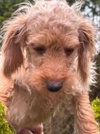 Leuke vrolijke pups Maltipoo met Teckel in abricot kleur., Poedel, Nederland, Reu, CDV (hondenziekte)