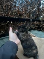 Rijnlanders, Dieren en Toebehoren, Konijnen, Mannelijk, Middelgroot, 0 tot 2 jaar