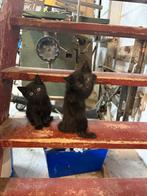 Boerderij kittens, Dieren en Toebehoren, Ophalen