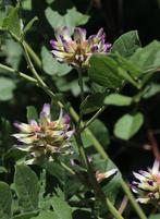 Chinese zoethout (Glycyrrhiza uralensis), Vaste plant, Halfschaduw, Zomer, Ophalen