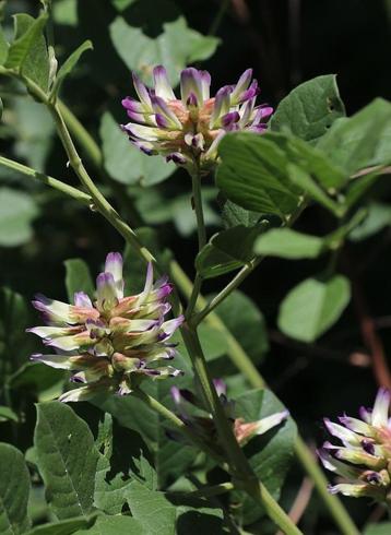 Chinese zoethout (Glycyrrhiza uralensis) beschikbaar voor biedingen