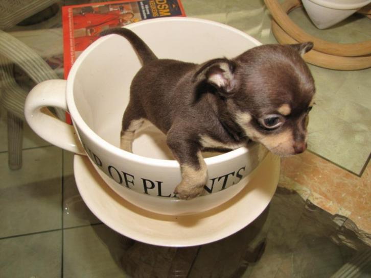 Chihuahua-pups mooi mini raszuiver zeer mooi kleintjes, Dieren en Toebehoren, Honden | Chihuahua's en Gezelschapshonden, Meerdere dieren