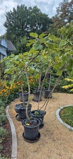 Vijgenboom grote, verschillende bomen, Tuin en Terras, Planten | Fruitbomen, Ophalen, 100 tot 250 cm, Volle zon, Vijgenboom