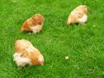 Cochin jonge buff krielhaantjes, Dieren en Toebehoren, Pluimvee, Mannelijk, Kip