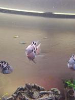 bleu polar dwerg papageeinvis, Dieren en Toebehoren, Vissen | Aquariumvissen