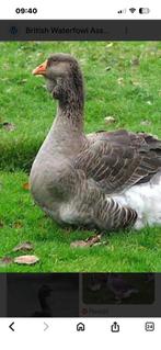 Toulouse gans gent gezocht, Dieren en Toebehoren, Mannelijk, Gans of Zwaan
