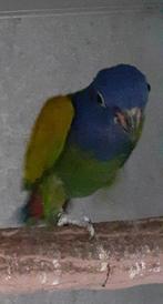 Pionus menstruus, Dieren en Toebehoren, Vogels | Parkieten en Papegaaien, Mannelijk, Parkiet, Geringd