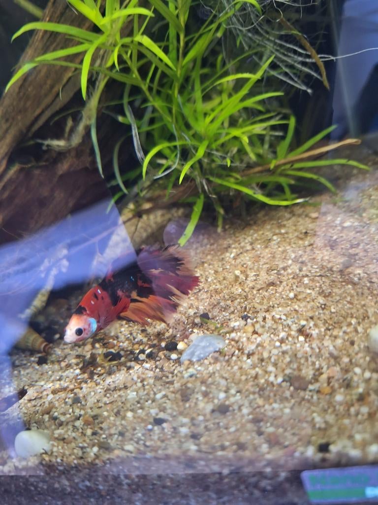 Mooie betta man, Dieren en Toebehoren, Vissen | Aquariumvissen, Vis, Zoetwatervis