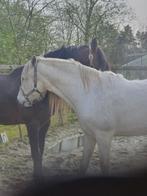 Lieve spaanse ruin zie omschrijving, Dieren en Toebehoren, Ruin, Recreatiepaard