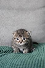 Mooie grijze kitten te koop!, Kater