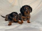 Prachtige Blue Merle langharige dwerg teckels, CDV (hondenziekte), 8 tot 15 weken, Teef, Dwerg