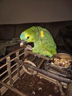 Tamme blauwvoorhoofd amazone papagaai, Dieren en Toebehoren, Geslacht onbekend, Papegaai