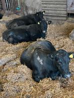 Drachtige angussen en belgische blauwe koeien, Dieren en Toebehoren, Runderen