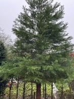 Sequoia boom | 4,5m, Overige soorten, 400 cm of meer, Ophalen