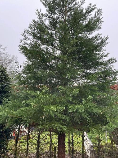 Sequoia boom | 4,5m, Tuin en Terras, Planten | Bomen, Overige soorten, 400 cm of meer, Ophalen