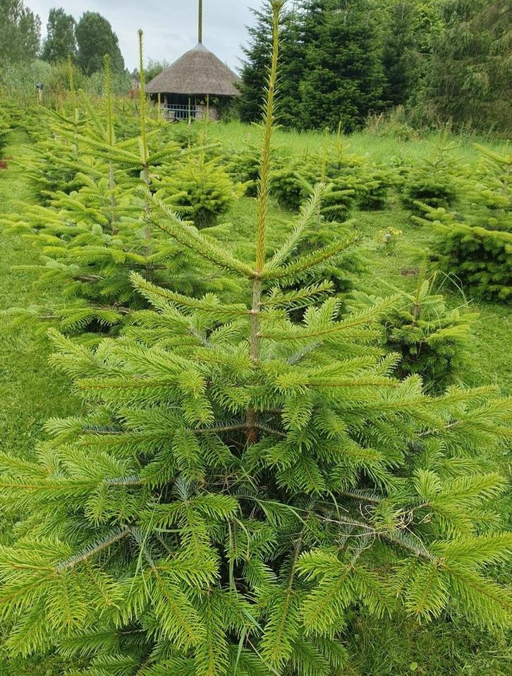 Biologisch geteelde kerstbomen, Tuin en Terras, Planten | Bomen, Overige soorten, 100 tot 250 cm, Halfschaduw, Bloeit niet, Ophalen