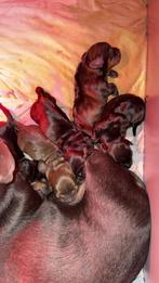 Dwergteckel pups korthaar, Dieren en Toebehoren, Honden | Teckels en Dashonden, CDV (hondenziekte), 8 tot 15 weken, Korthaar, Meerdere