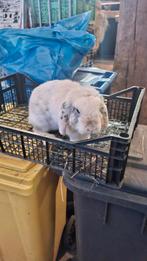 Voedster gratis af te halen, Dieren en Toebehoren, Konijnen, Vrouwelijk, Klein, Hangoor, 3 tot 5 jaar