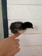 Marans zwart zilver-koper hals LAATSTE 5, Dieren en Toebehoren, Geslacht onbekend