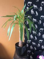 Yucca plant, Huis en Inrichting, Overige soorten, Minder dan 100 cm, Halfschaduw, Ophalen