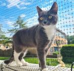 Aangeboden, Dieren en Toebehoren, Katten en Kittens | Overige Katten, Poes