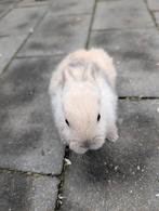 Lief vrouwtjes konijn 8 weken oud, Dieren en Toebehoren, Konijnen, Vrouwelijk