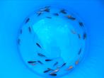 Koi Mix 7-13 CM Japanse Bloedlijn, Dieren en Toebehoren, Vissen | Vijvervissen, Karper of Koi