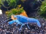Jonge blauwe kreeftjes, Dieren en Toebehoren, Kreeft, Krab of Garnaal, Zoetwatervis