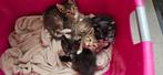 Kittens!! 2poesjes 1 kater (Lees beschrijving even goed), Dieren en Toebehoren, Kortharig, Meerdere dieren, 0 tot 2 jaar