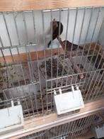 Harlekijn popje geringd 2024 met roodmus .man, Dieren en Toebehoren, Vogels | Kanaries, Vrouwelijk, Postuurkanarie