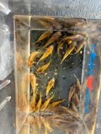 Corydora goldline, Dieren en Toebehoren, Vissen | Aquariumvissen, Vis